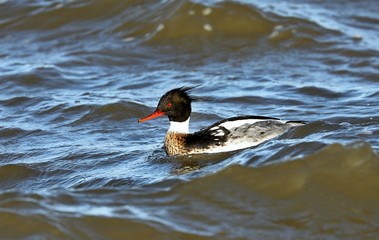 Red breasted merganser swimming in lake Michigan
