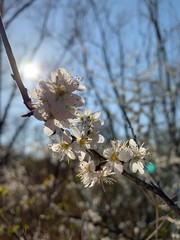Kirschblüten