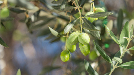 Close up of an olive tree branch with big green olives in Cyprus.