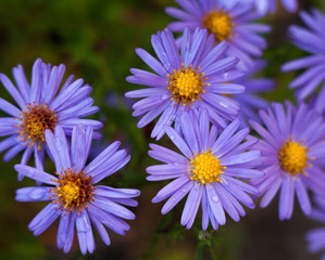 Fototapeta premium Blue aster flowers.