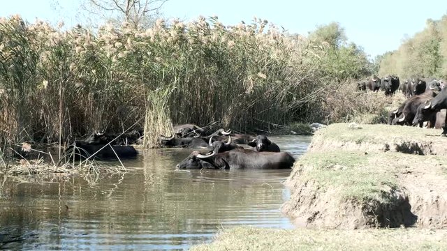 a herd of buffalos  having bath in river water of karaoglan village, bursa, turkey. Karaoglan village of Bursa is the place which has most buffalo population in Turkey