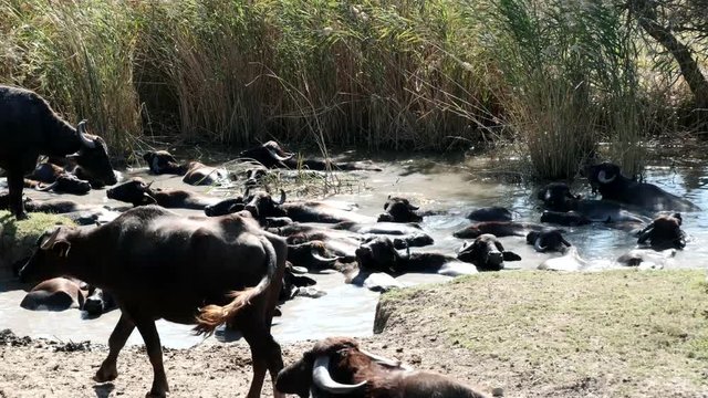 a herd of buffalos  having bath in river water of karaoglan village, bursa, turkey. Karaoglan village of Bursa is the place which has most buffalo population in Turkey