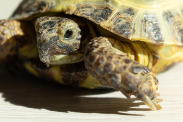 Domestic turtle in direct sunlight