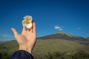 a hand holds a white flower with a mountain in the background