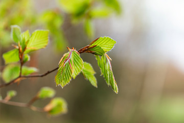 Young leaves of beech tree Fagus silvatica in spring. Young spring beech leaves on sunset background. Spring concept.