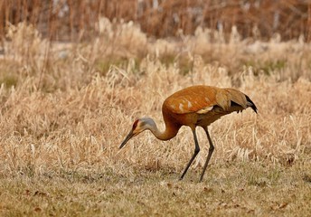 Sandhill crane in wet meadow.Natural scene from Wisconsin.
