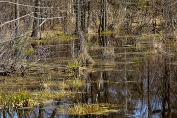 
Forest flooded by water - swamp.
