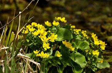 Obraz premium Theb Red breasted merganser with caught fish.Natural scene from lake Michigan. 