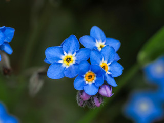 Fototapeta na wymiar Closeup of the pretty little blue and yellow flowers and buds of forget-me-not, Myosotis
