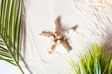 Tropical beach A green palm leaf, and lonely starfish, lie on white fine sand. Desktop wallpaper.