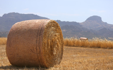 hay bale in the field