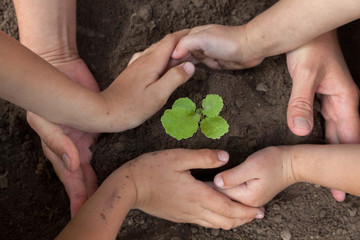 Kid's and grown-up's hands holding a young plant.