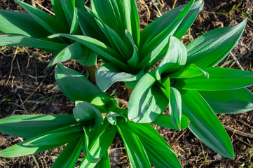 Young green onion-garlic 