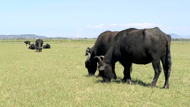 herd of buffalos grazing at nature of karaoglan village, bursa, turkey. Karaoglan village of Bursa is the place which has most buffalo population in Turkey