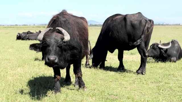 herd of buffalos grazing at nature of karaoglan village, bursa, turkey. Karaoglan village of Bursa is the place which has most buffalo population in Turkey