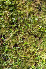 frisches, grünes Moos an Baumstamm mit kleinen Pflanzenblättern dazwischen