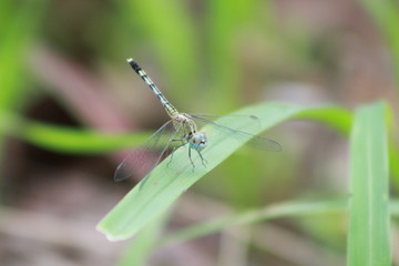 dragonfly on a leaf