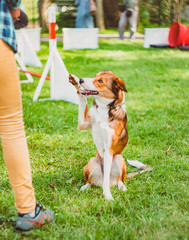 The dog does tricks in competition, raises its front paw, gives a high five, and looks at the dog...