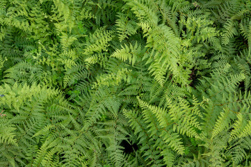 dichter Blätterwald aus frisch grünen Farnen 