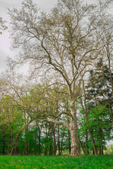 Obraz premium Drzewo w parku