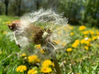 Park, Wald, Bäume, Blumen, See, Frühling