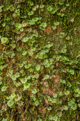 dicht mit kleinblättrigem sternförmigem Moss bewachsener Baumstamm