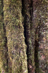 mit leicht vertrocknetem Moss bewachsener Baumstamm und Linienmuster feucht