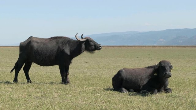 herd of buffalos grazing at nature of karaoglan village, bursa, turkey. Karaoglan village of Bursa is the place which has most buffalo population in Turkey