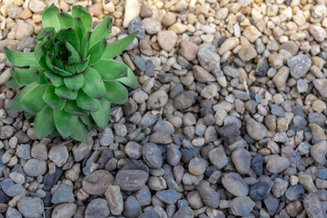 Green flower on small pebbles.