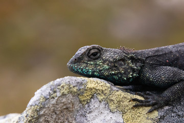 Portrait of a Southern Rock Agama