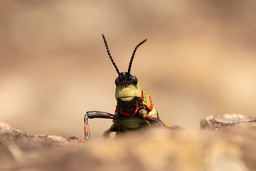 Grashopper looking over the edge