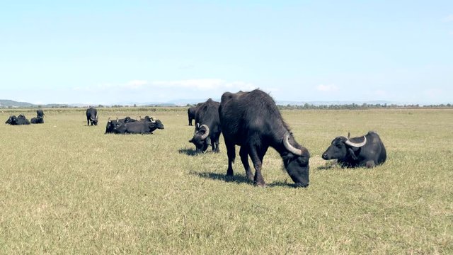 herd of buffalos grazing at nature of karaoglan village, bursa, turkey. Karaoglan village of Bursa is the place which has most buffalo population in Turkey