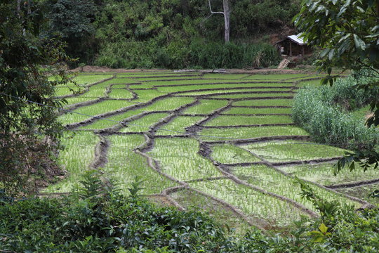 Plantation riz en terrasse Ella Sri Lanka