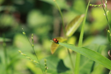 ladybug on grass