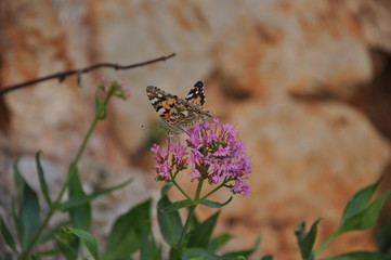 Vanesa Cardui butterfly on flower.