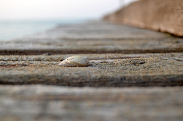 Shells in the sand on the beach in the sunset light, background