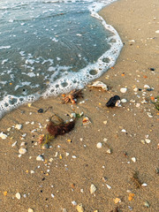 Shells and crab in the sand on the beach in the sunset light, background