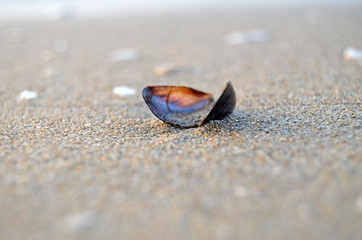 Shells in the sand on the beach in the sunset light, background