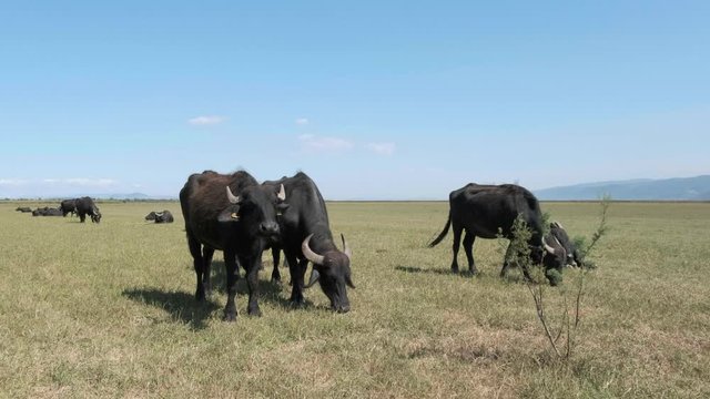 herd of buffalos grazing at nature of karaoglan village, bursa, turkey. Karaoglan village of Bursa is the place which has most buffalo population in Turkey