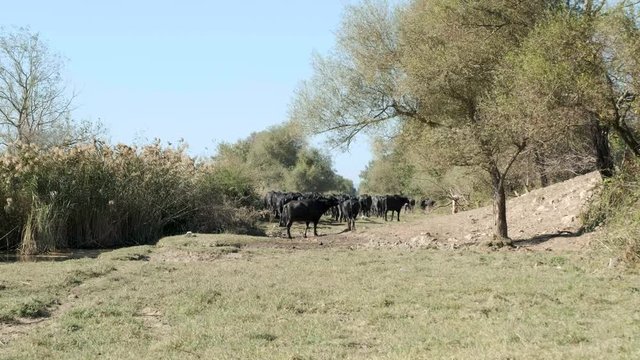 a herd of buffalos is leaving the area and one of them stops and looks behind at karaoglan village, bursa, turkey. Karaoglan village of Bursa is the place which has most buffalo population in Turkey