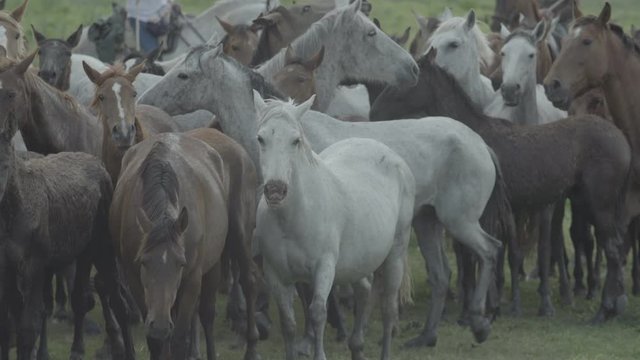 Cattlemen from Almonte guide the mares and their foals through the Do&ntilde;ana marshes, during the mares' removal.