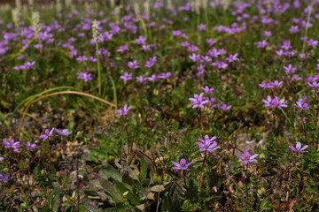 Naklejka premium Nature Outdoor sunny rainy cloudy day