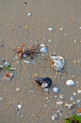 Shells and crab in the sand on the beach in the sunset light, background