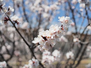 Sakura flowers blooming. Beautiful pink cherry blossom