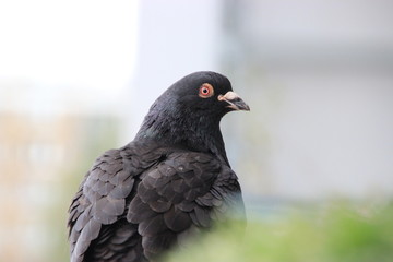 Merpati
