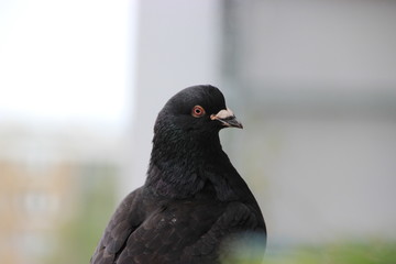 Merpati
