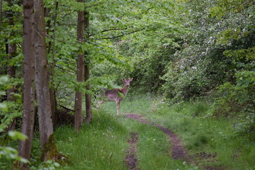 young Fallow deer