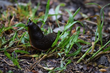 red Slug - black shaping