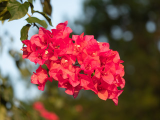 Bougainvillea in bloom. Colorful flowering tropical trees.