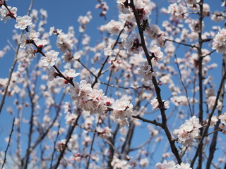 Sakura flowers blooming. Beautiful pink cherry blossom